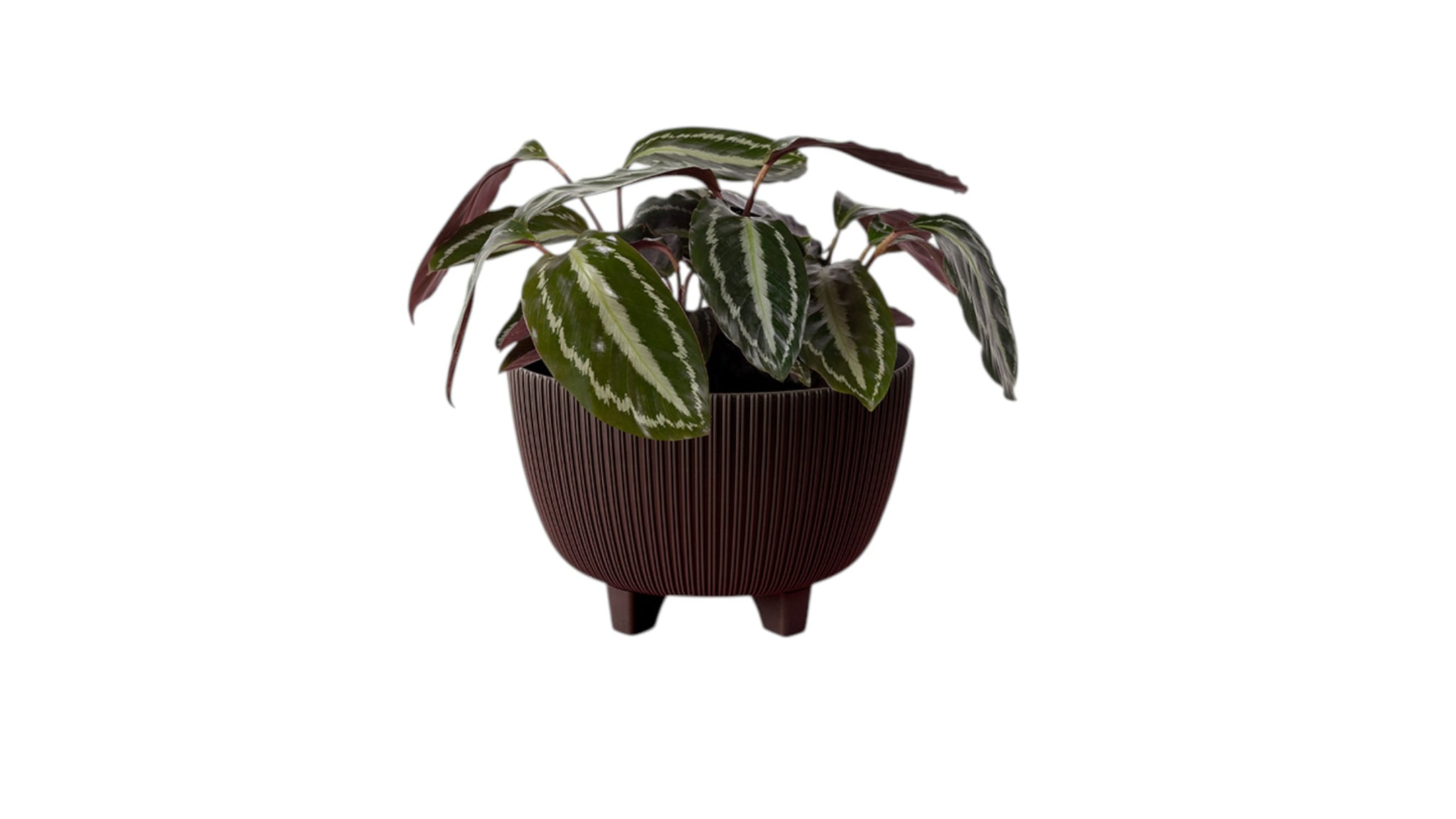 Saksija VIOLA plitka – 4.6 L - Image 13